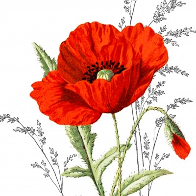 SERVETELE 33X33 CM A LA CARTE -  ROTER MOHN-MAC