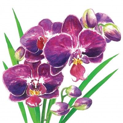 SERVETEL 33X33 CM - ORCHIDEA NAPKIN